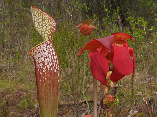 Sarracenia leucophylla (Crimson pitcherplant) #43410