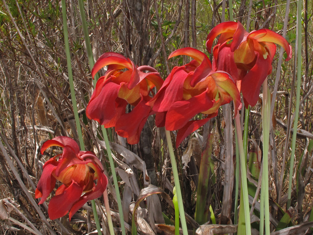 Sarracenia leucophylla (Crimson pitcherplant) #43411