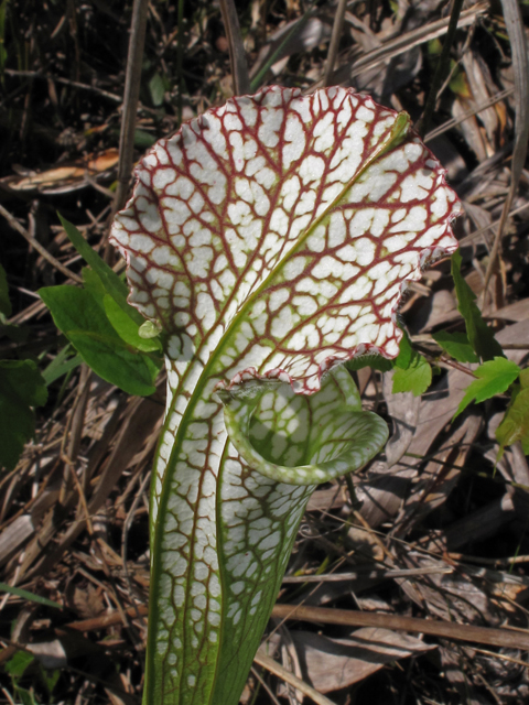 Sarracenia leucophylla (Crimson pitcherplant) #43423