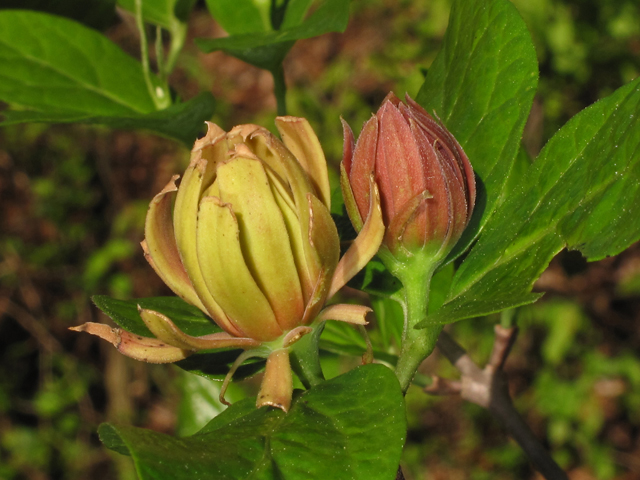 Calycanthus floridus (Eastern sweetshrub) #43427