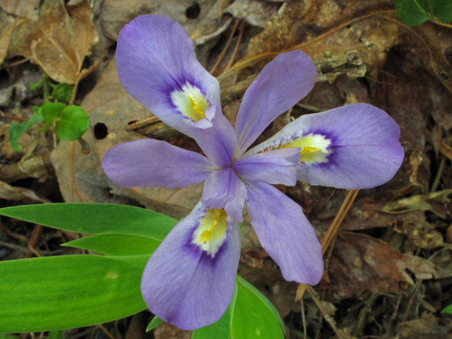 Iris cristata (Dwarf crested iris) #43433