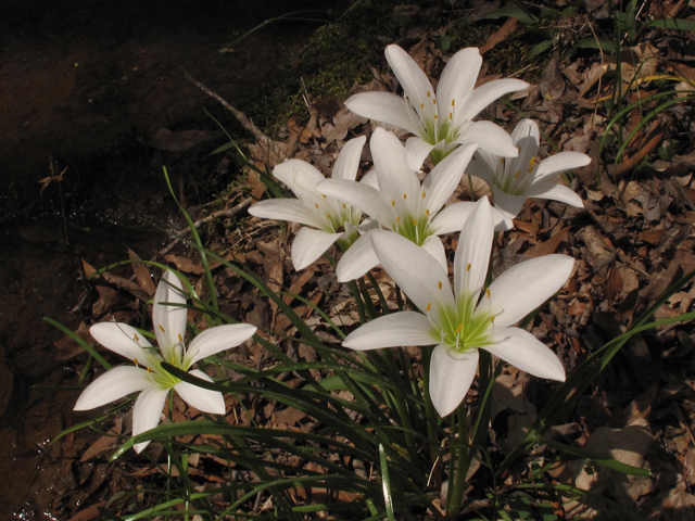 Zephyranthes atamasca (Atamasco lily) #43447