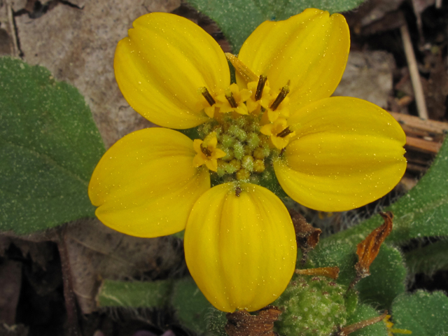 Chrysogonum virginianum var. brevistolon (Carolina green and gold) #43449