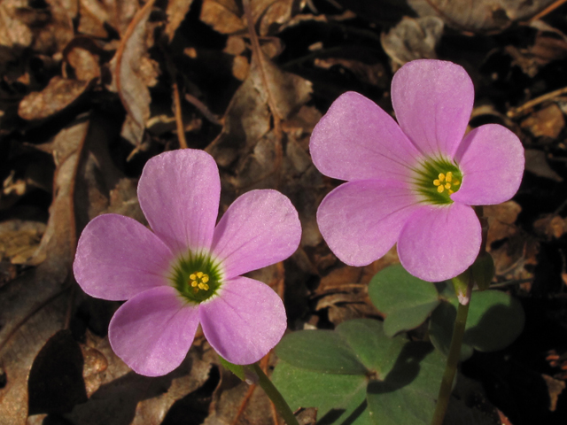 Oxalis violacea (Violet woodsorrel) #43454