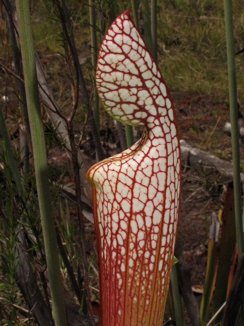 Sarracenia leucophylla (Crimson pitcherplant) #43461