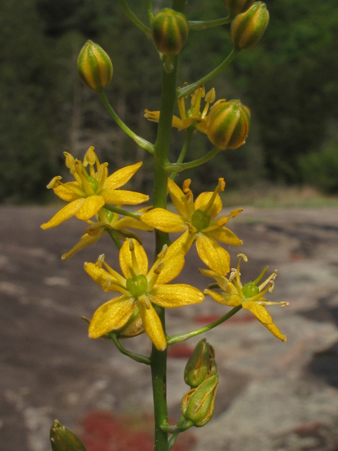 Schoenolirion croceum (Yellow sunnybell) #43467