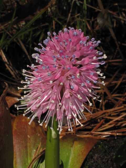 Helonias bullata (Swamp pink) #43470