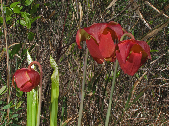 Sarracenia leucophylla (Crimson pitcherplant) #43472