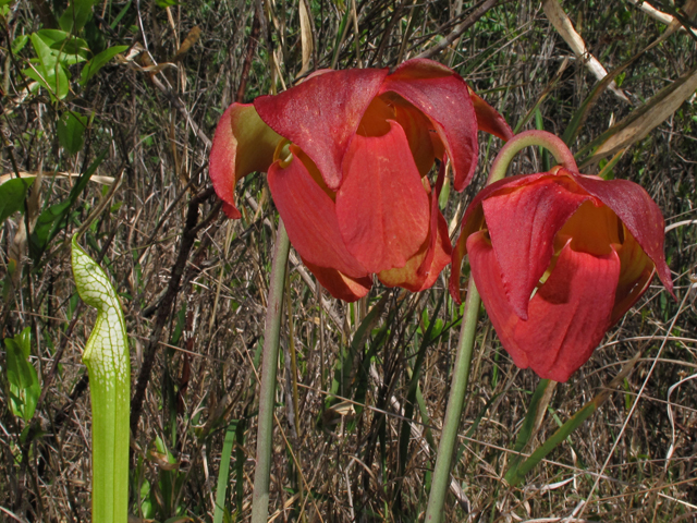 Sarracenia leucophylla (Crimson pitcherplant) #43473