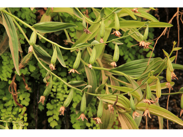 Epipactis gigantea (Stream orchid) #43805