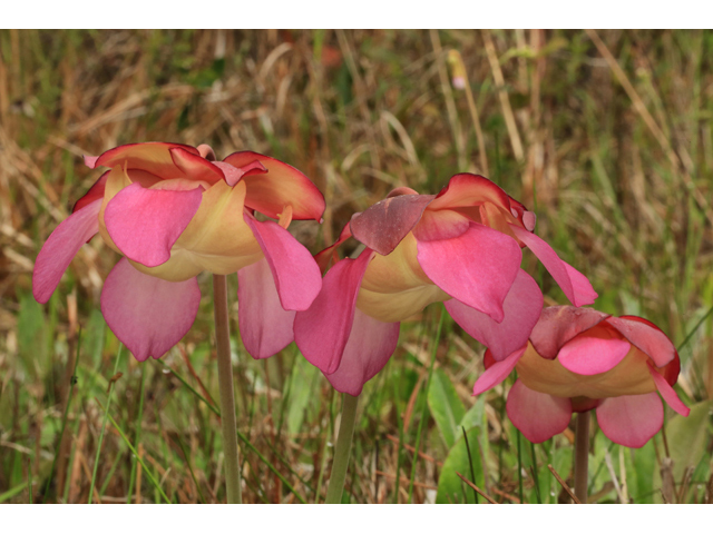 Sarracenia rosea (Pink pitcherplant) #43815