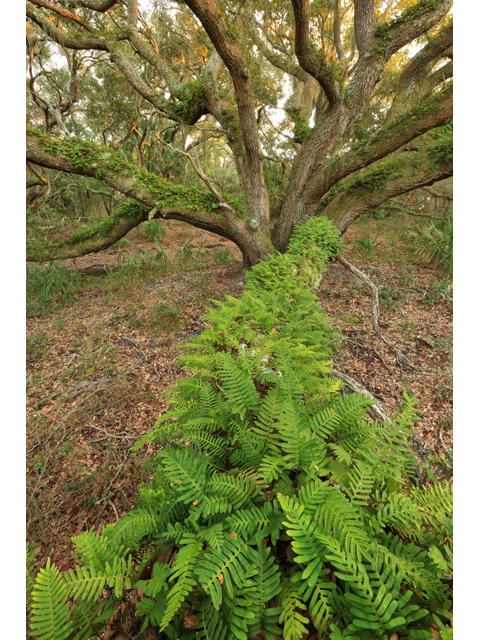 Quercus virginiana (Coastal live oak) #43820