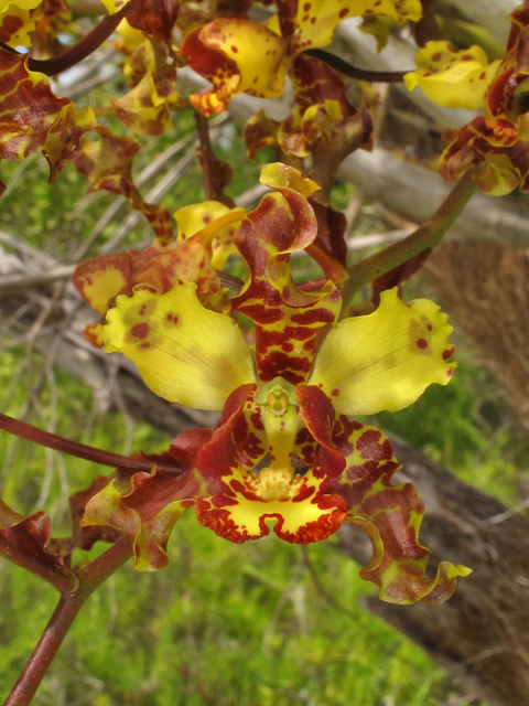 Cyrtopodium punctatum (Cowhorn orchid) #43839