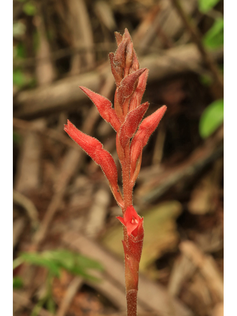 Stenorrhynchos lanceolatum var. paludicola (Leafless beaked lady orchid) #43846