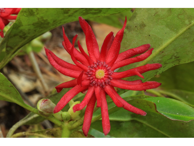 Illicium floridanum (Florida anisetree) #43853