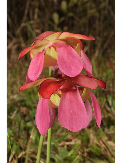 Sarracenia rosea (Pink pitcherplant) #43859