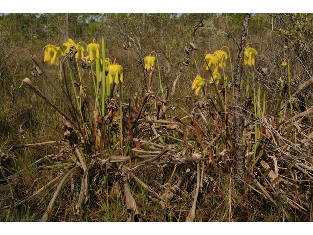 Sarracenia flava (Yellow pitcherplant) #43860