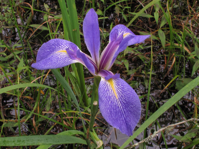 Iris hexagona (Dixie iris) #43862
