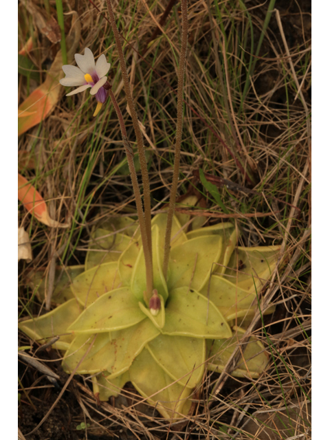 Pinguicula ionantha (Violet butterwort) #43864