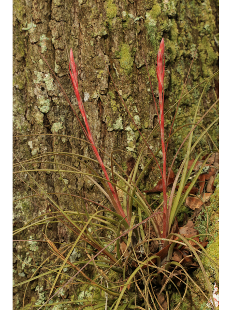 Tillandsia simulata (Manatee river airplant) #43872