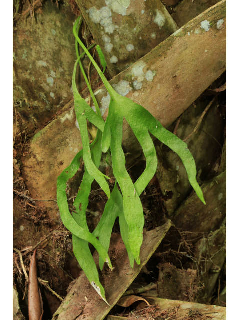 Cheiroglossa palmata (Hand fern) #43874