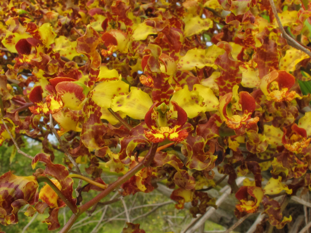 Cyrtopodium punctatum (Cowhorn orchid) #43876