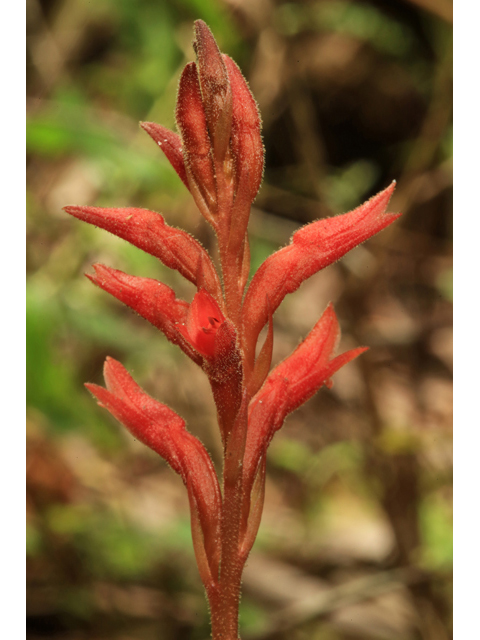 Stenorrhynchos lanceolatum var. paludicola (Leafless beaked lady orchid) #43880