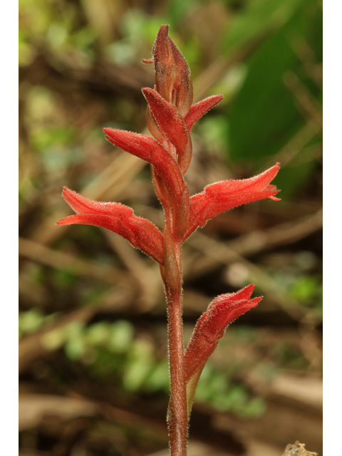 Stenorrhynchos lanceolatum var. paludicola (Leafless beaked lady orchid) #43881