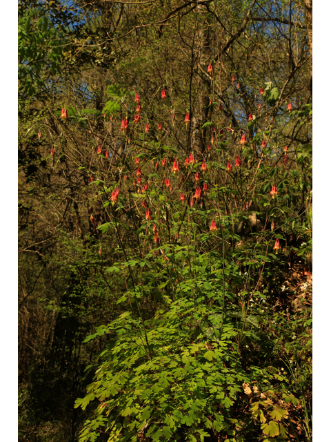 Aquilegia canadensis (Eastern red columbine) #43886