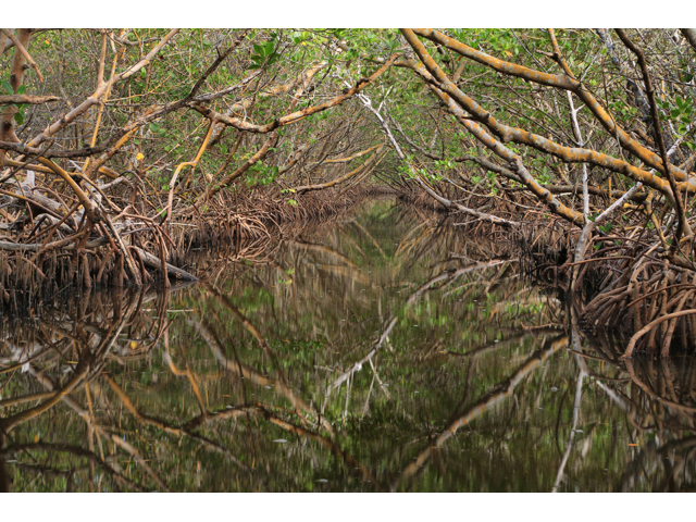 Rhizophora mangle (Red mangrove) #43887