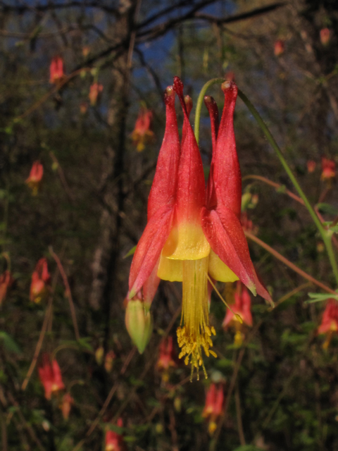 Aquilegia canadensis (Eastern red columbine) #43889