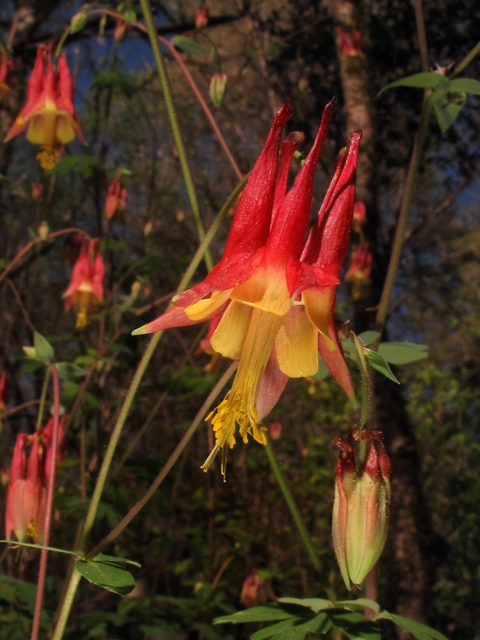 Aquilegia canadensis (Eastern red columbine) #43892
