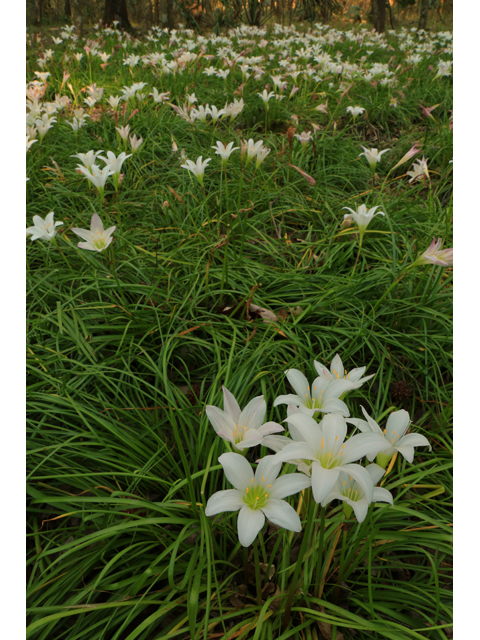 Zephyranthes atamasca (Atamasco lily) #43893