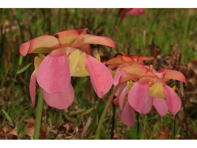 Sarracenia rosea (Pink pitcherplant) #43894