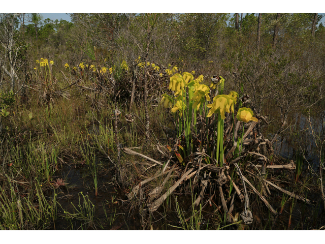 Sarracenia flava (Yellow pitcherplant) #43895