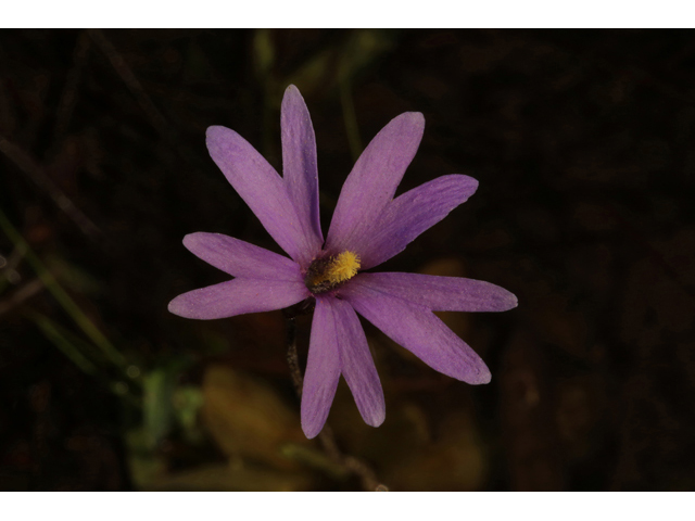 Pinguicula planifolia (Chapman's butterwort) #43899