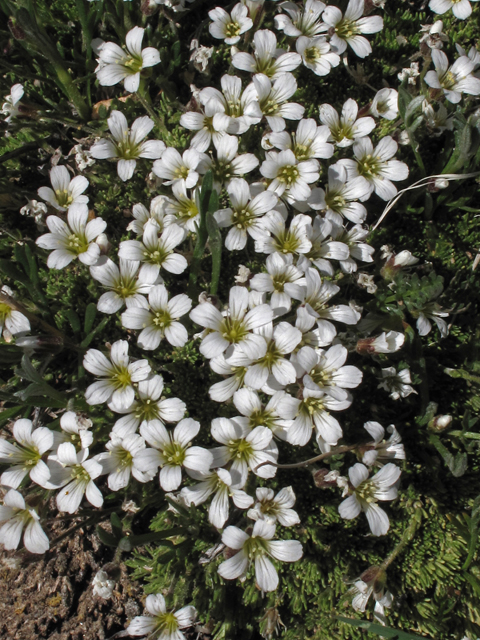 Minuartia obtusiloba (Twinflower sandwort) #44051