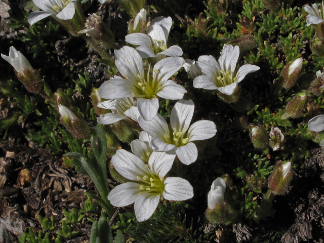 Minuartia obtusiloba (Twinflower sandwort) #44052