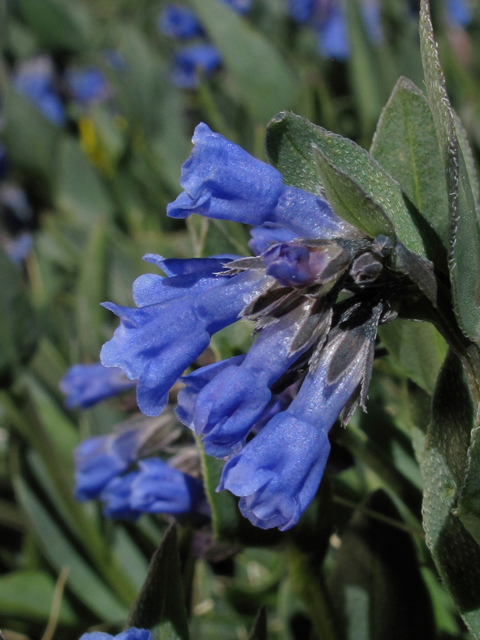 Mertensia lanceolata (Prairie bluebells) #44060