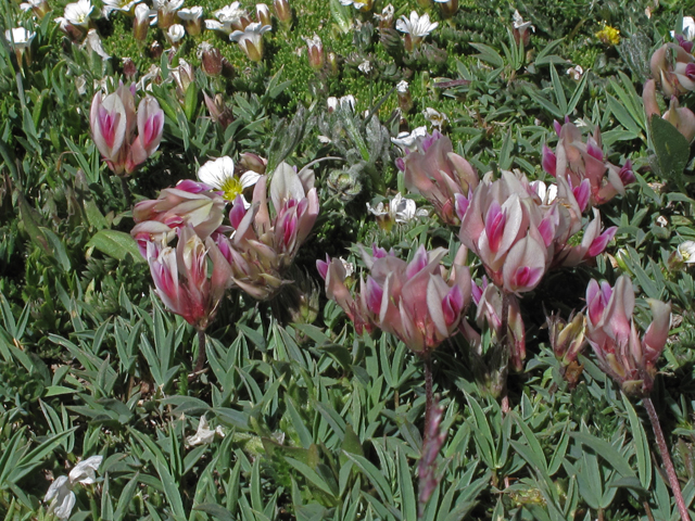 Trifolium dasyphyllum (Alpine clover) #44065