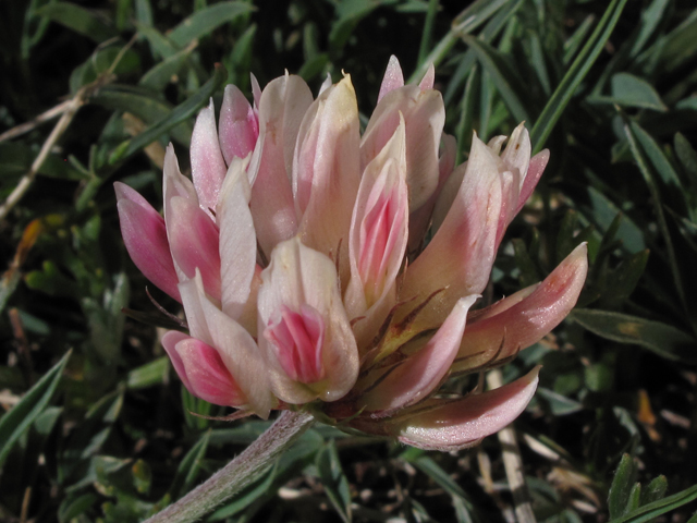 Trifolium dasyphyllum (Alpine clover) #44066