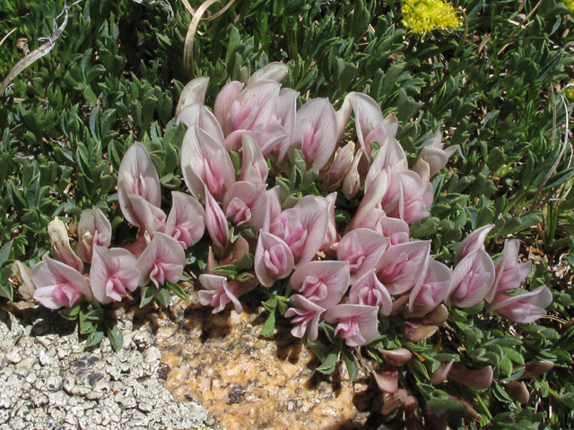 Trifolium nanum (Dwarf clover) #44070