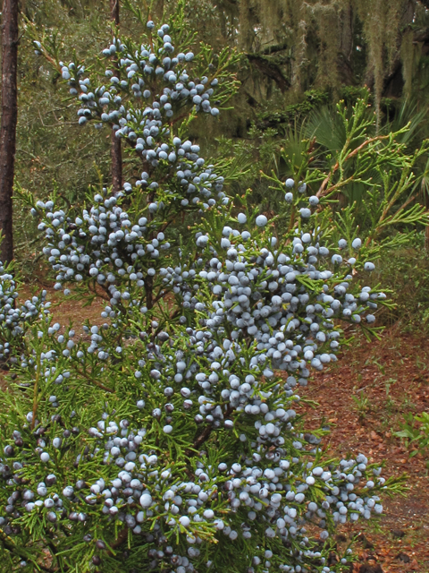 Juniperus virginiana var. silicicola (Southern red cedar) #44099