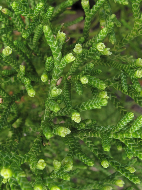 Juniperus virginiana var. silicicola (Southern red cedar) #44101