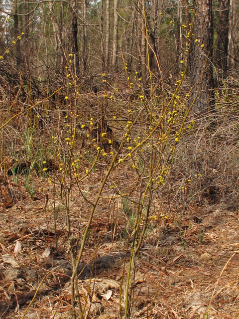 Lindera melissifolia (Southern spicebush) #44103