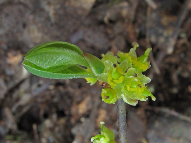 Lindera subcoriacea (Bog spicebush) #44104