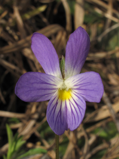 Viola bicolor (Field pansy) #44112