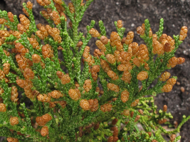 Juniperus virginiana var. silicicola (Southern red cedar) #44135