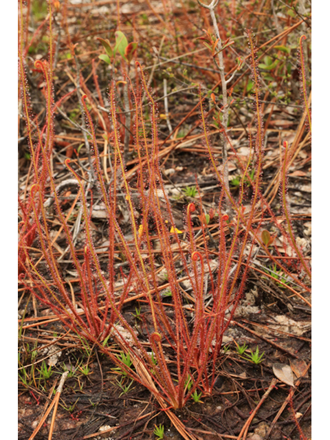 Drosera filiformis (Threadleaf sundew) #44149