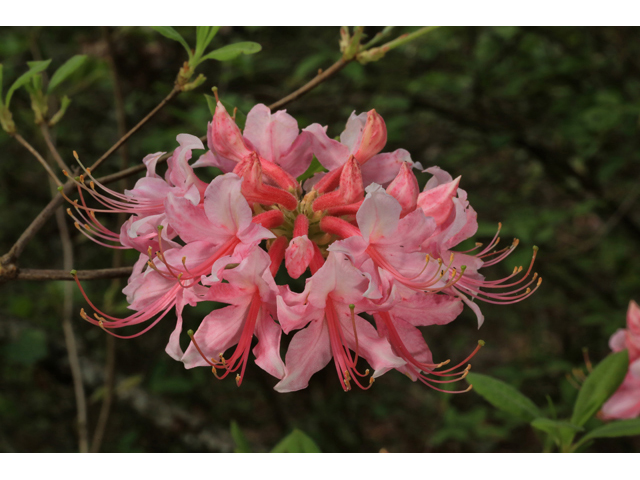 Rhododendron canescens (Mountain azalea) #44159